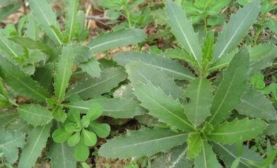 刺儿菜
